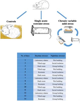 Age-Dependent FOSB/ΔFOSB Response to Acute and Chronic Stress in the Extended Amygdala, Hypothalamic Paraventricular, Habenular, Centrally-Projecting Edinger-Westphal, and Dorsal Raphe Nuclei in Male Rats